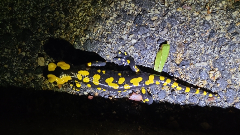 Salamandra infraimmaculata  photographed by רמדאן עיסא 