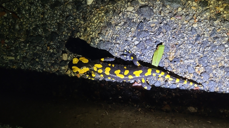 Salamandra infraimmaculata  photographed by רמדאן עיסא 