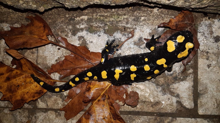 Salamandra infraimmaculata  photographed by רמדאן עיסא 