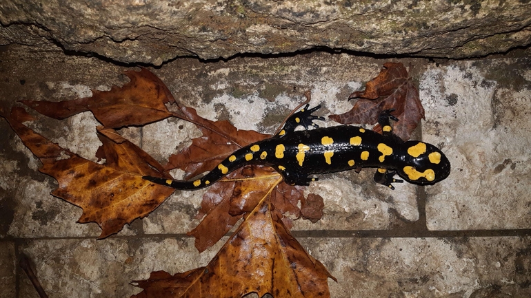 Salamandra infraimmaculata  photographed by רמדאן עיסא 