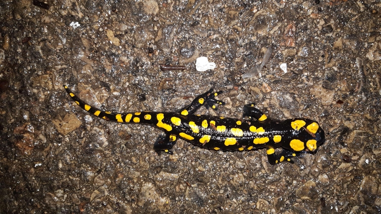 Salamandra infraimmaculata  photographed by רמדאן עיסא 