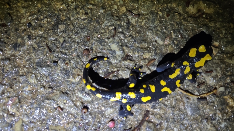 Salamandra infraimmaculata  photographed by רמדאן עיסא 