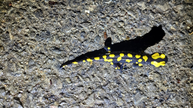 Salamandra infraimmaculata  photographed by רמדאן עיסא 