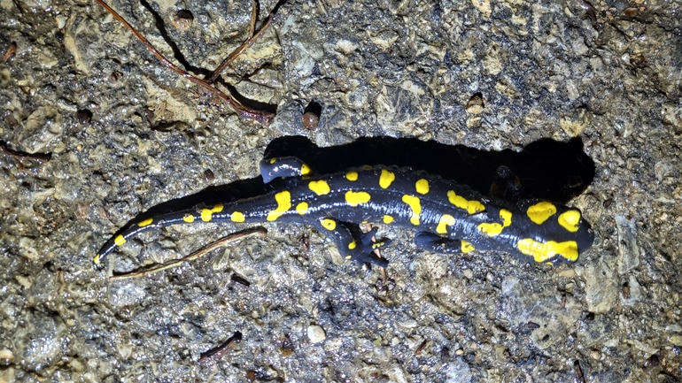 Salamandra infraimmaculata  photographed by רמדאן עיסא 