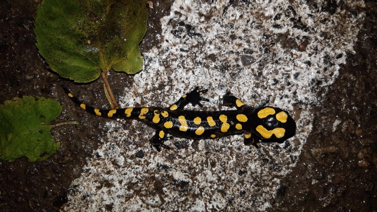 Salamandra infraimmaculata  photographed by רמדאן עיסא 