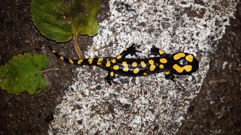 Salamandra infraimmaculata  photographed by רמדאן עיסא 