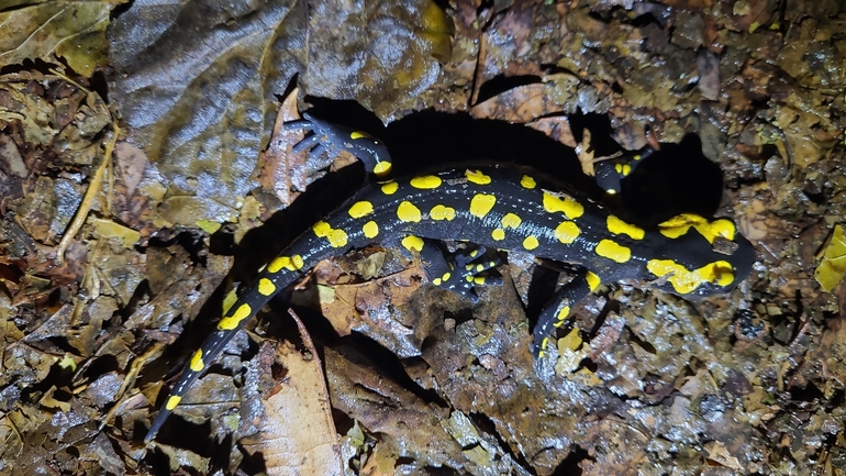 Salamandra infraimmaculata  photographed by רמדאן עיסא 