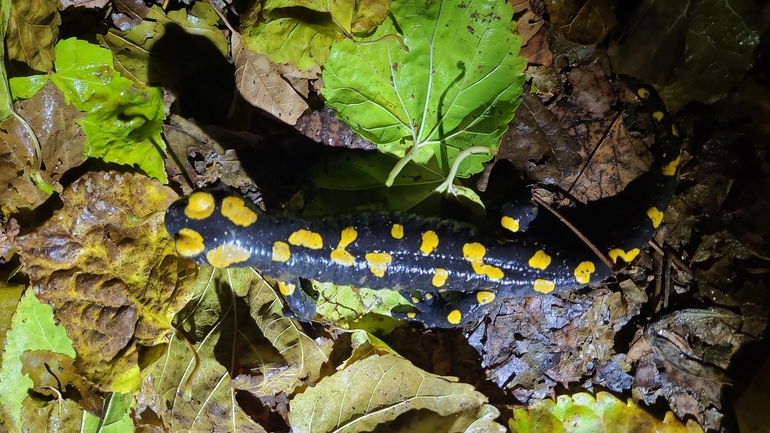 Salamandra infraimmaculata  photographed by רמדאן עיסא 