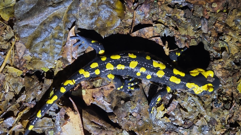 Salamandra infraimmaculata  photographed by רמדאן עיסא 