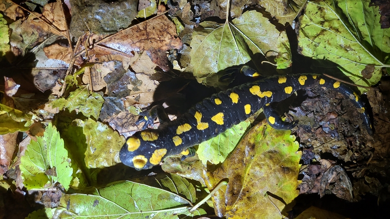 Salamandra infraimmaculata  photographed by רמדאן עיסא 