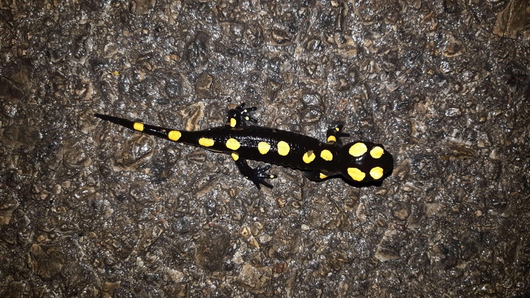 Salamandra infraimmaculata  photographed by רמדאן עיסא 