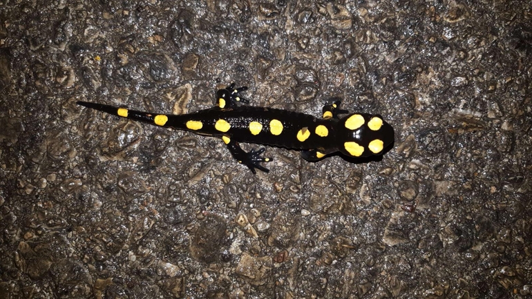 Salamandra infraimmaculata  photographed by רמדאן עיסא 