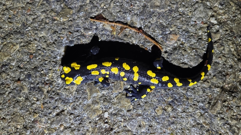 Salamandra infraimmaculata  photographed by רמדאן עיסא 