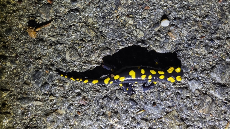 Salamandra infraimmaculata  photographed by רמדאן עיסא 