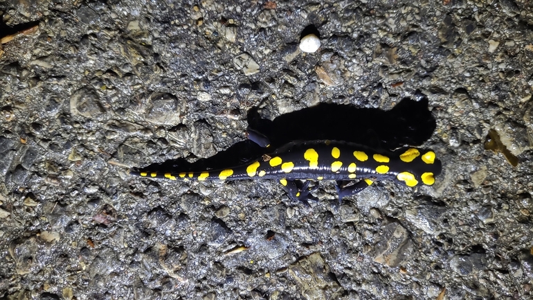 Salamandra infraimmaculata  photographed by רמדאן עיסא 