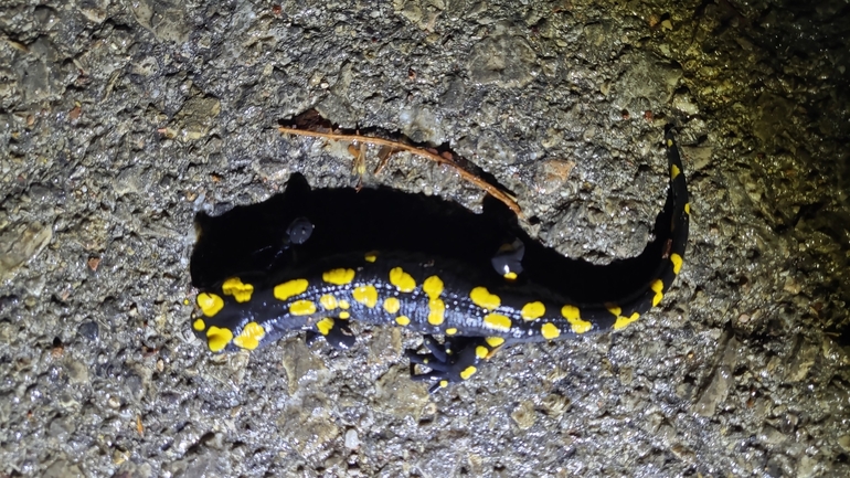 Salamandra infraimmaculata  photographed by רמדאן עיסא 