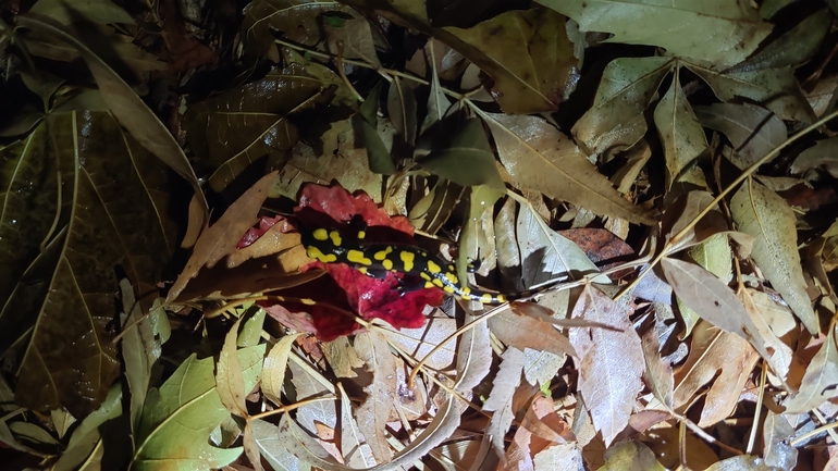 Salamandra infraimmaculata  photographed by רמדאן עיסא 