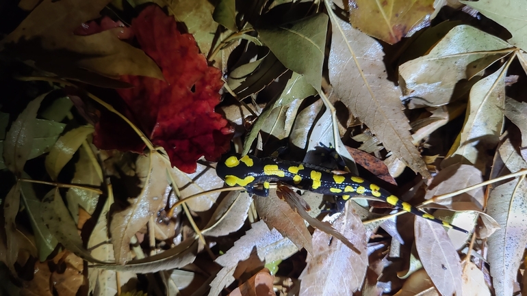 Salamandra infraimmaculata  photographed by רמדאן עיסא 