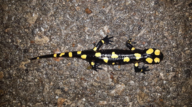 Salamandra infraimmaculata  photographed by רמדאן עיסא 