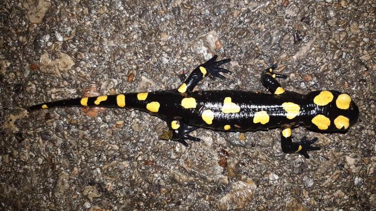 Salamandra infraimmaculata  photographed by רמדאן עיסא 