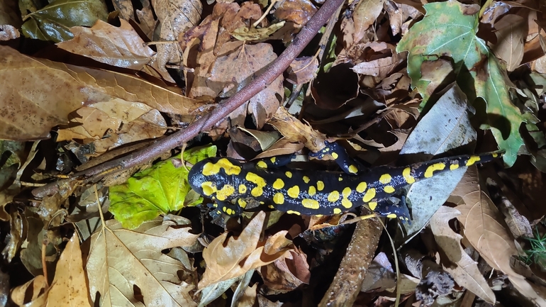 Salamandra infraimmaculata  photographed by רמדאן עיסא 