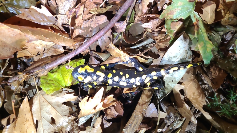 Salamandra infraimmaculata  photographed by רמדאן עיסא 