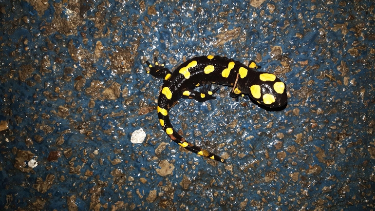 Salamandra infraimmaculata  photographed by רמדאן עיסא 