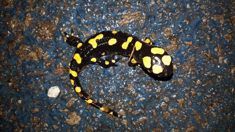 Salamandra infraimmaculata  photographed by רמדאן עיסא 