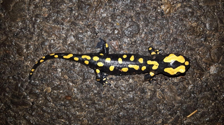 Salamandra infraimmaculata  photographed by רמדאן עיסא 