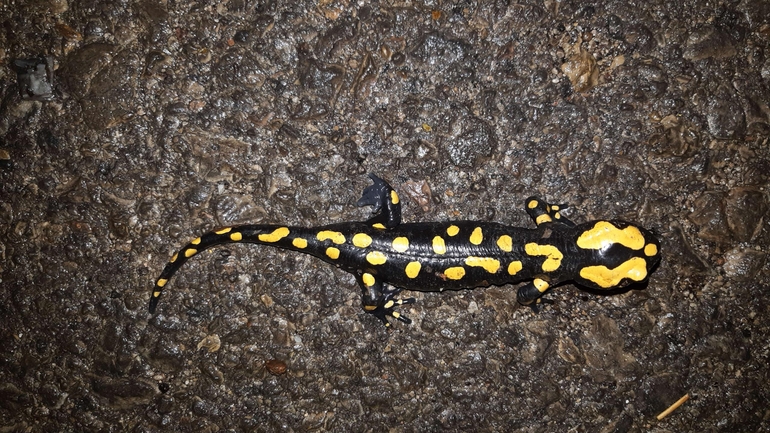 Salamandra infraimmaculata  photographed by רמדאן עיסא 