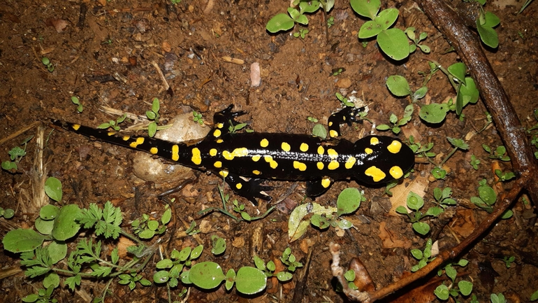 Salamandra infraimmaculata  photographed by רמדאן עיסא 