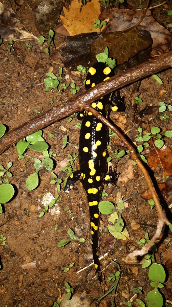 Salamandra infraimmaculata  photographed by רמדאן עיסא 