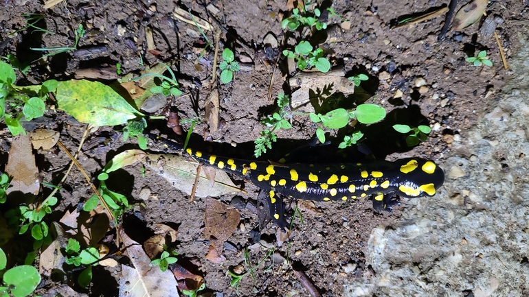 Salamandra infraimmaculata  photographed by רמדאן עיסא 