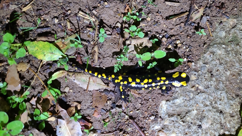 Salamandra infraimmaculata  photographed by רמדאן עיסא 