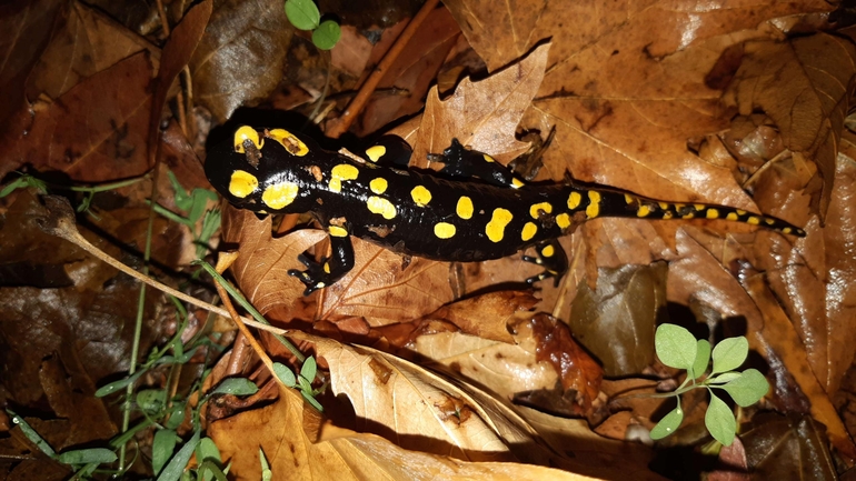 Salamandra infraimmaculata  photographed by רמדאן עיסא 