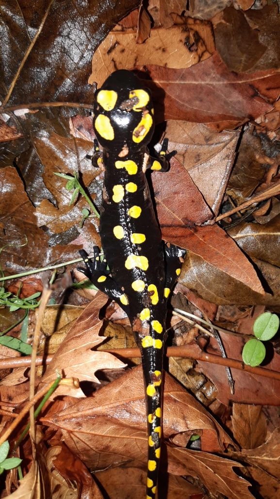 Salamandra infraimmaculata  photographed by רמדאן עיסא 