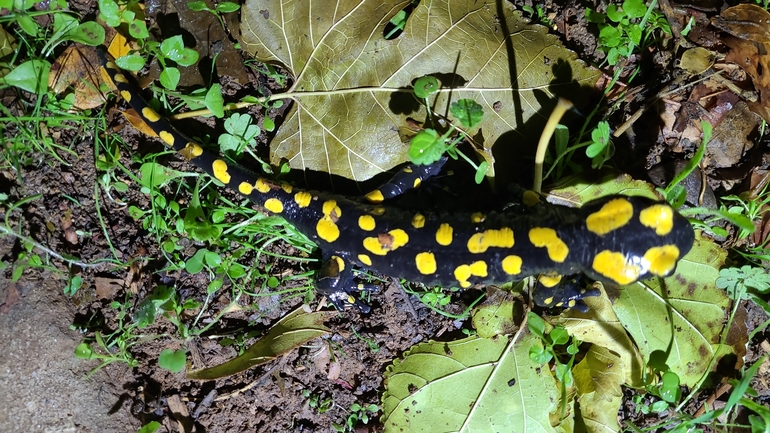 Salamandra infraimmaculata  photographed by רמדאן עיסא 