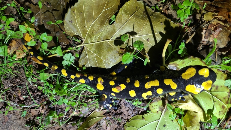 Salamandra infraimmaculata  photographed by רמדאן עיסא 