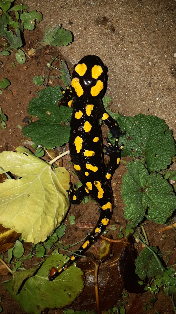 Salamandra infraimmaculata  photographed by רמדאן עיסא 