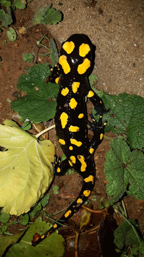 Salamandra infraimmaculata  photographed by רמדאן עיסא 