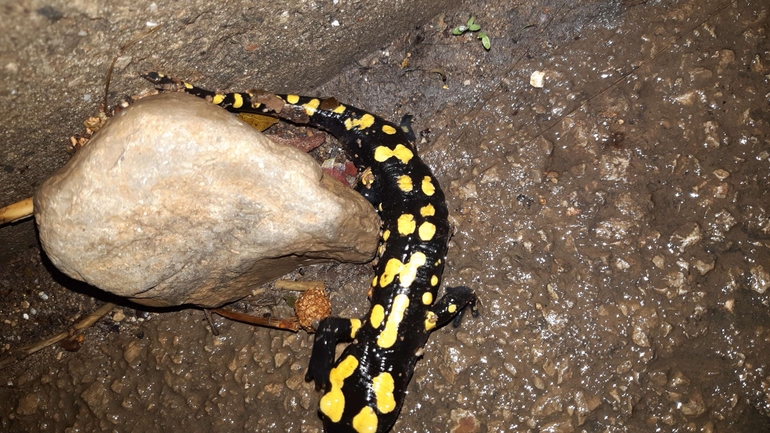 Salamandra infraimmaculata  photographed by רמדאן עיסא 