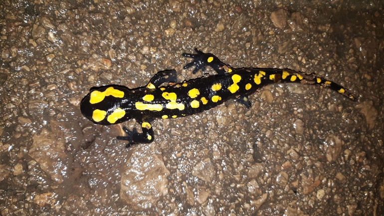 Salamandra infraimmaculata  photographed by רמדאן עיסא 