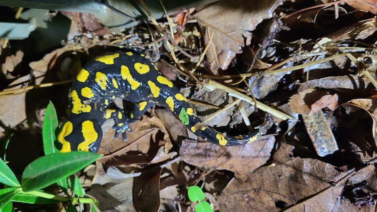 Salamandra infraimmaculata  photographed by רמדאן עיסא 