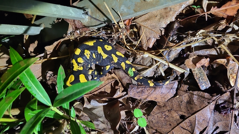 Salamandra infraimmaculata  photographed by רמדאן עיסא 