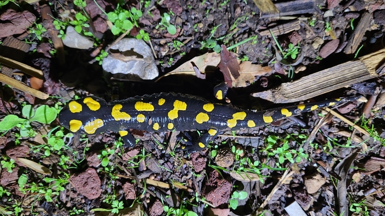 Salamandra infraimmaculata  photographed by רמדאן עיסא 