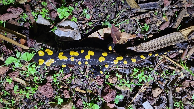 Salamandra infraimmaculata  photographed by רמדאן עיסא 