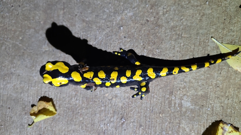 Salamandra infraimmaculata  photographed by רמדאן עיסא 