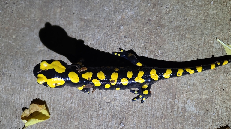 Salamandra infraimmaculata  photographed by רמדאן עיסא 