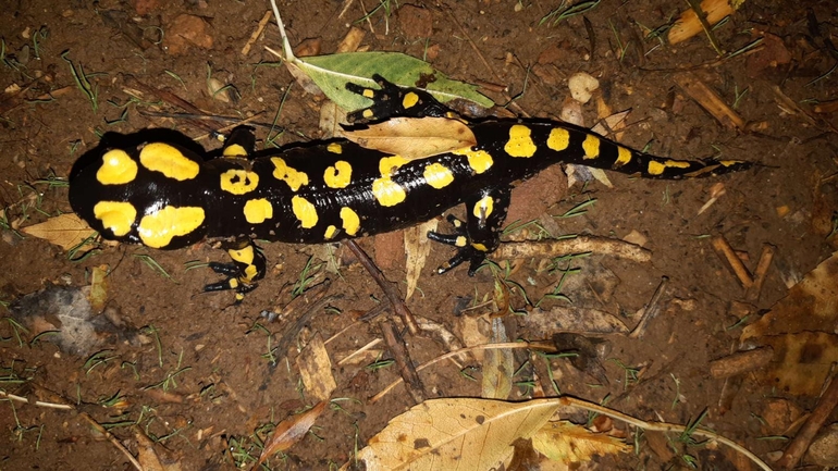 Salamandra infraimmaculata  photographed by רמדאן עיסא 