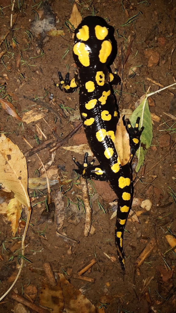 Salamandra infraimmaculata  photographed by רמדאן עיסא 